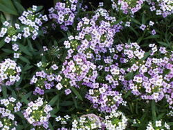 fleurs 051