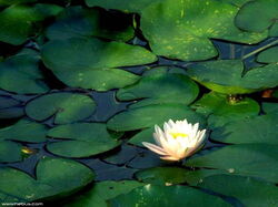 fleurs 053