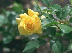 fleurs 054