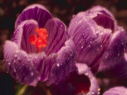 fleurs 055
