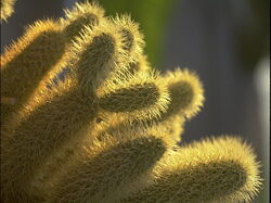 fleurs 056