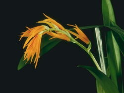 fleurs 057