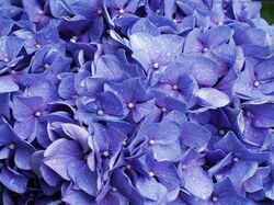 fleurs 058