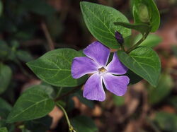 fleurs 059