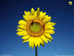 fleurs 060