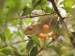 Cameleon01