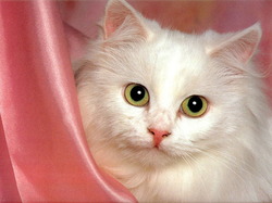 Chat06