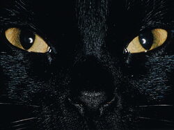 Chat09