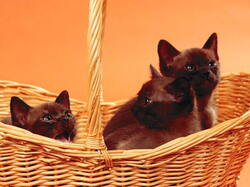 Chatons06