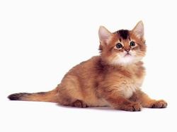 Chatons15