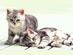Chatons18