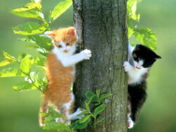 Chatons21