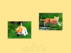 Chatons29
