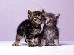 Chatons31