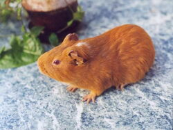 CochonDInde01
