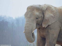 Elephant02