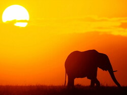 Elephant05
