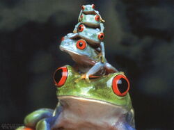 Grenouille03
