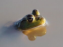 Grenouille04