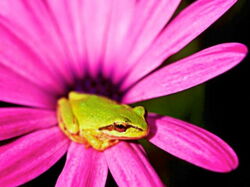 Grenouille06