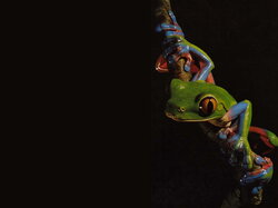 Grenouille07
