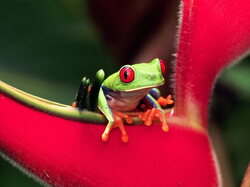 Grenouille08