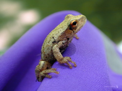Grenouille09