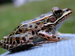 Grenouille10