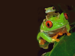 Grenouille11