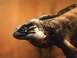Iguane01