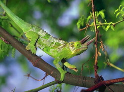 Iguane03