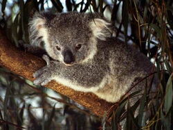 Koala01