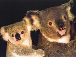Koala02