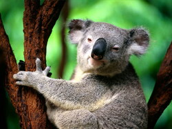 Koala03
