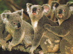 Koala04