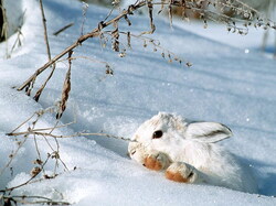 Lapin01