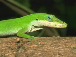 Lezard01