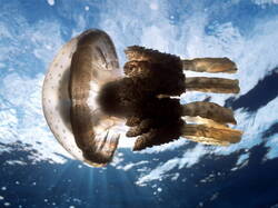 Meduse01