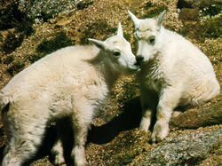 Moutons01