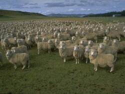 Moutons02