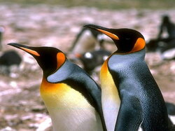 Pingouin03