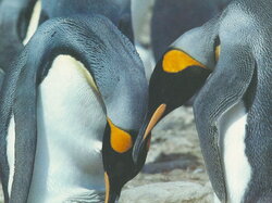 Pingouin08
