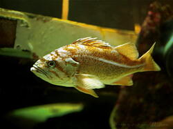 Poissons03
