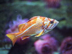 Poissons04