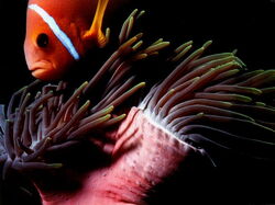 Poissons06