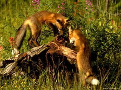 Renard01