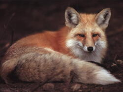 Renard02