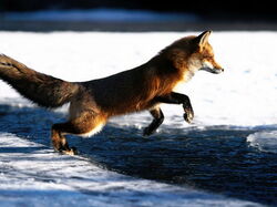 Renard04