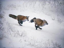 Renard05