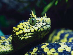 Serpent01
